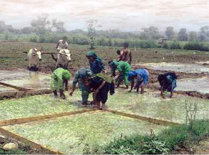 women-farmers.jpg - 24.3 kb