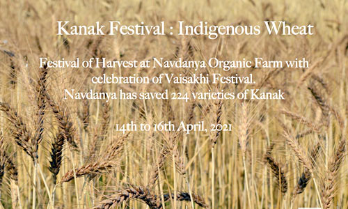 Kanak Festival : Indegenious Wheat